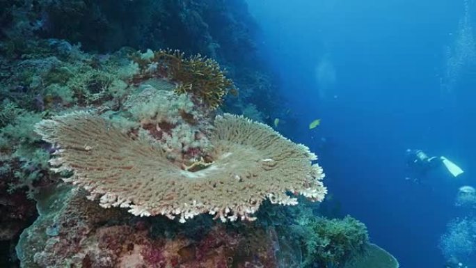 海底珊瑚桌面 (4K)