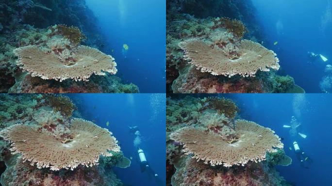 海底珊瑚桌面 (4K)