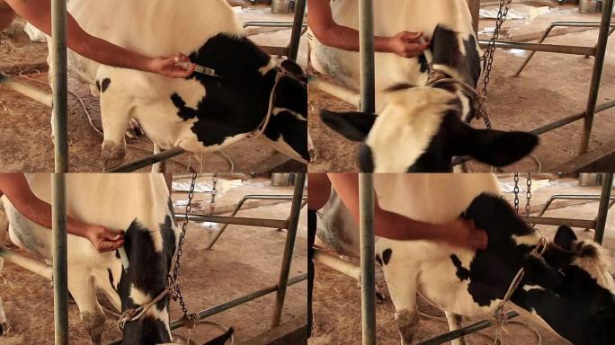 农民在当地农场给新生儿注射后给奶牛母亲注射