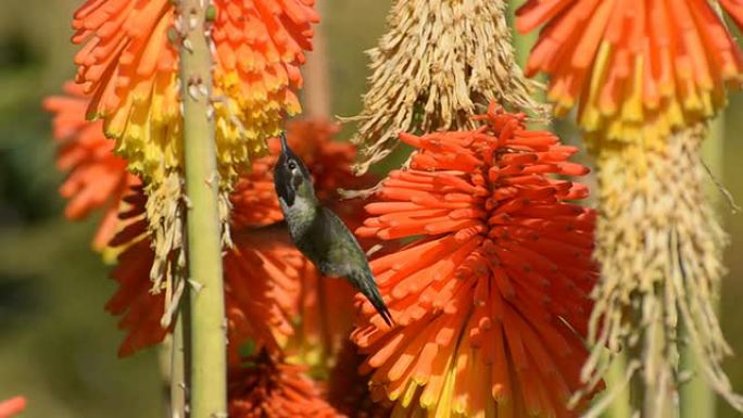 安娜的蜂鸟，Calypte Anna，给Kniphofia喂食