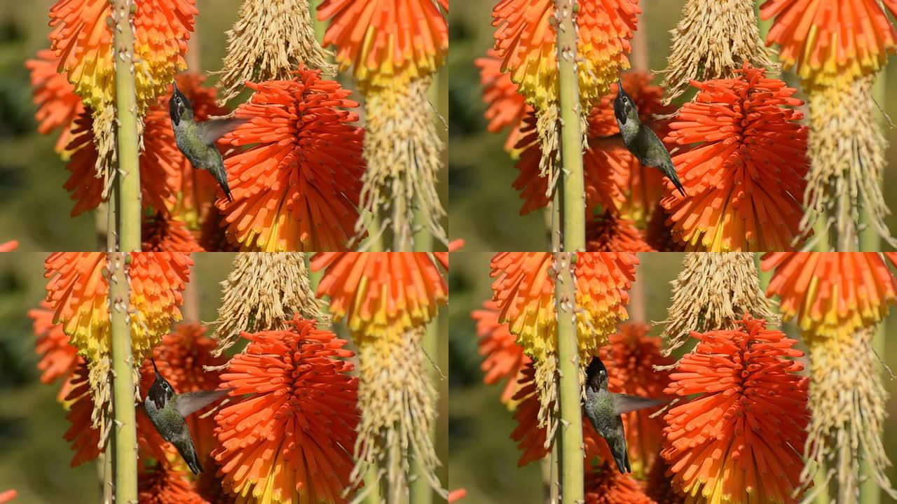 安娜的蜂鸟，Calypte Anna，给Kniphofia喂食