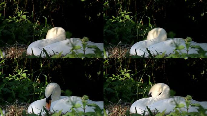 高清视频雌性静音天鹅天鹅彩色排列巢