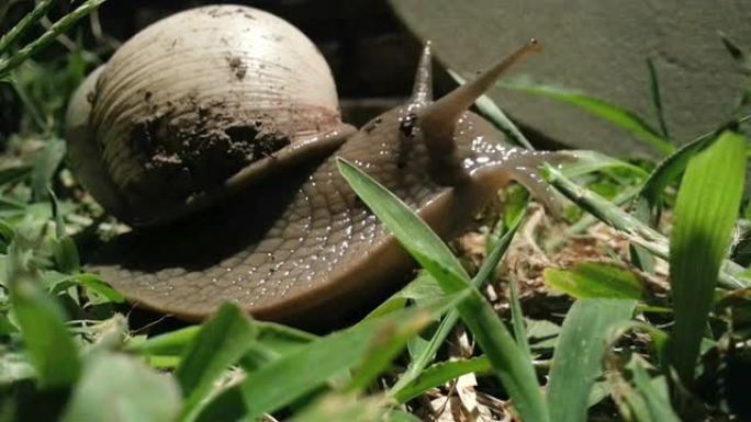 蜗牛软体动物壳
