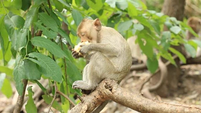 猴子在树上吃玉米猴子在树上吃玉米