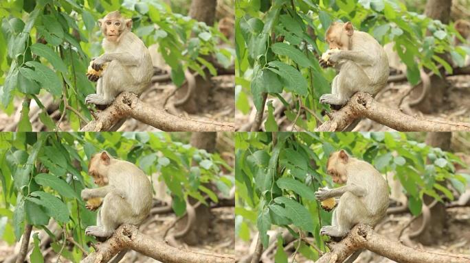 猴子在树上吃玉米猴子在树上吃玉米