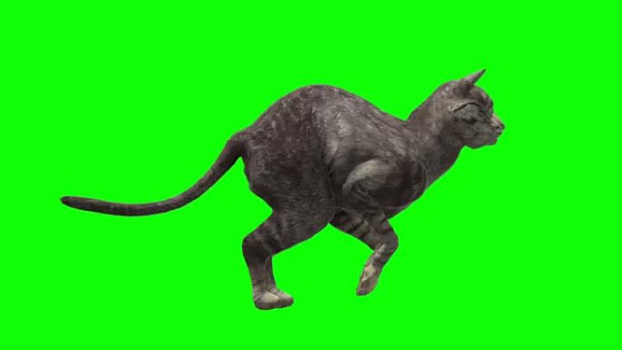 快速运行的猫绿屏 (可循环)