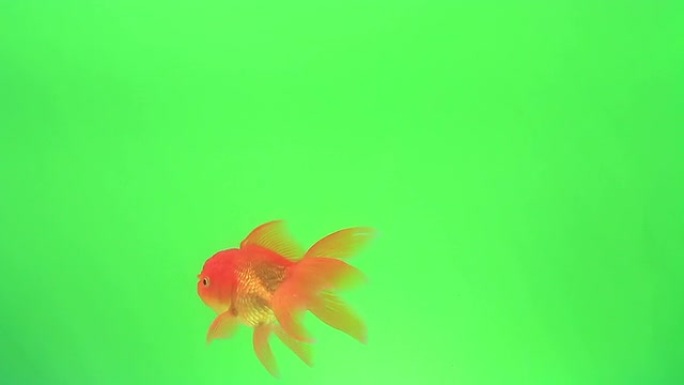 绿色屏幕上的金鱼小鱼游鱼小鱼儿视频素材