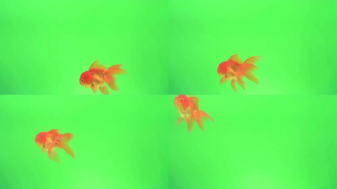 绿色屏幕上的金鱼小鱼游鱼小鱼儿视频素材