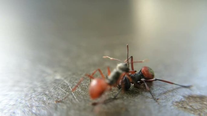 两只蚂蚁打架：微距镜头，全高清视频。