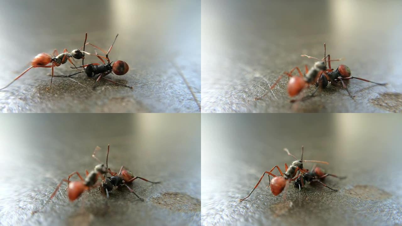 两只蚂蚁打架：微距镜头，全高清视频。