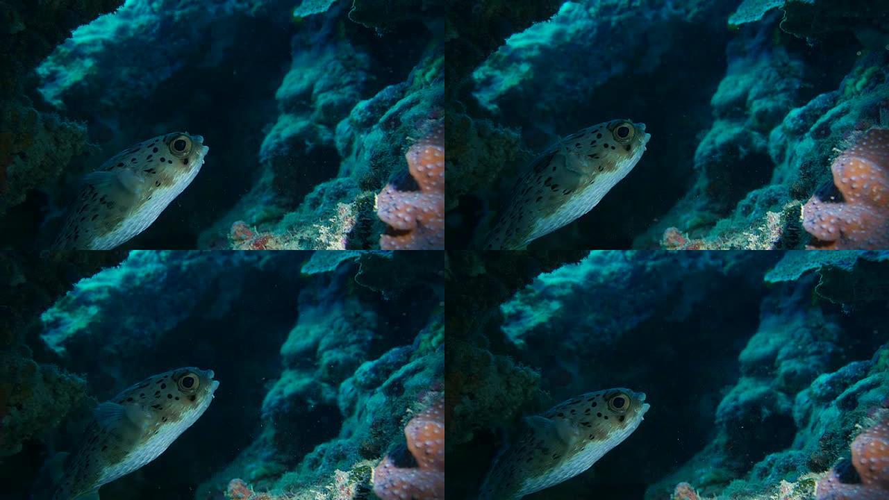 藏在珊瑚礁中的气球鱼