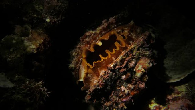 刺牡蛎，脊椎，壳，双壳类，海底，五颜六色