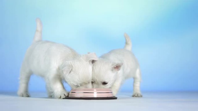 高清: 两只小狗从一碗中吃东西