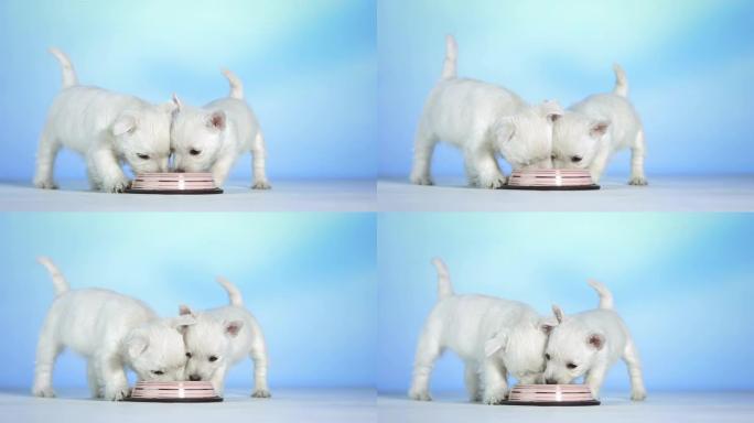 高清: 两只小狗从一碗中吃东西