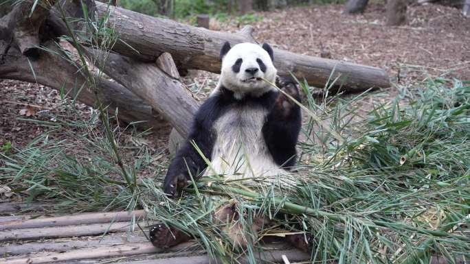 4K大熊猫正面坐着吃竹子