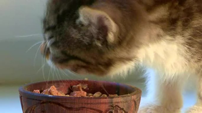 关于宠物的视频可爱搞笑猫咪吃猫粮