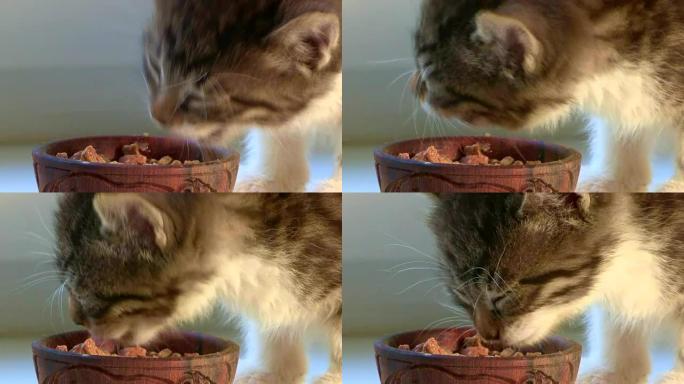 关于宠物的视频可爱搞笑猫咪吃猫粮