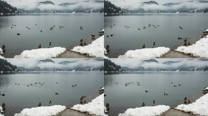 高清：鸭子在布莱德湖中游泳