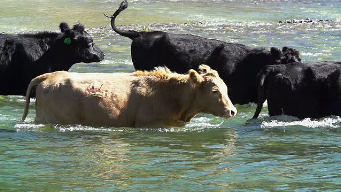 牛群以慢动作渡河