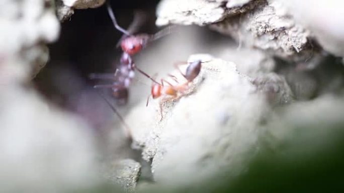 蚂蚁在其土壤结构的前面