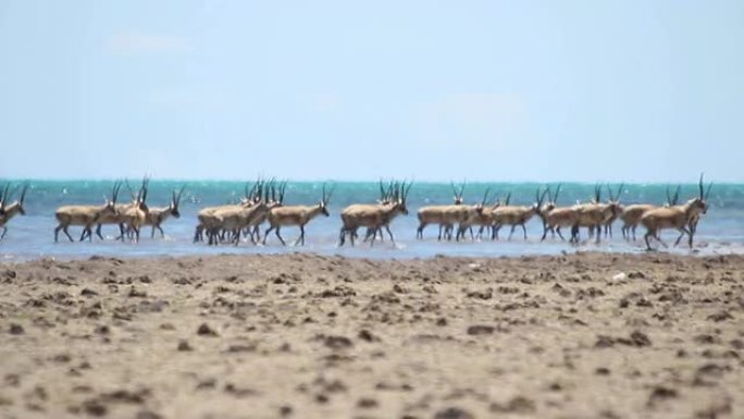 卡西里国家级自然保护区的腱 (ticvan羚羊)
