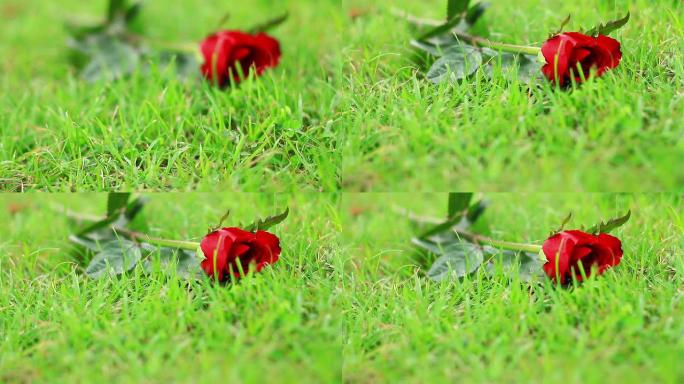 草地上的玫瑰。草地上的玫瑰