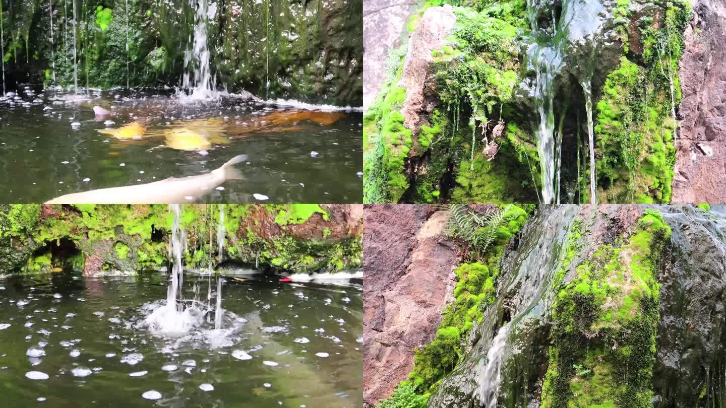 青苔假山小瀑布鱼池锦鲤