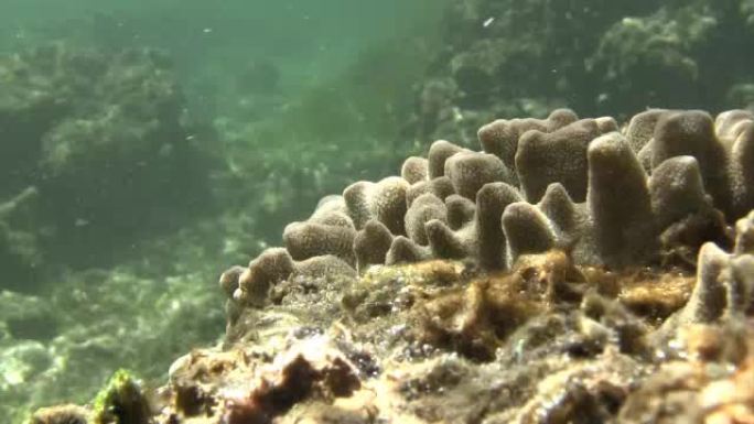 留尼旺岛的珊瑚礁