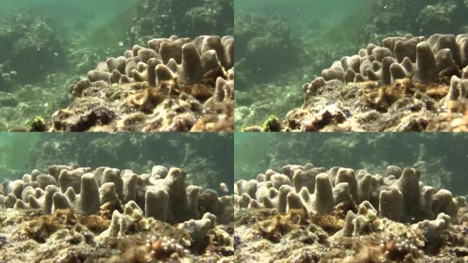 留尼旺岛的珊瑚礁