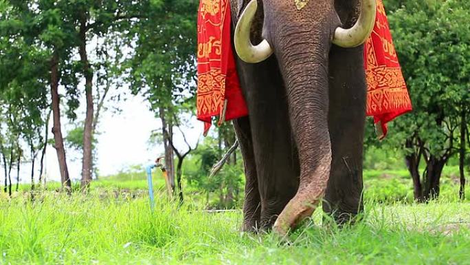 大象吃景色实拍素材大型