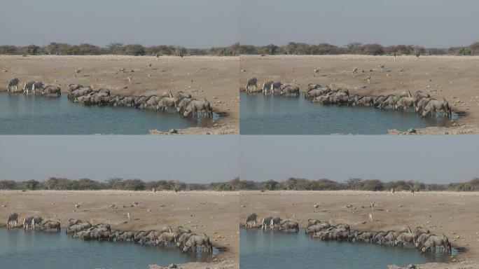 角马非洲草原动物世界水源干旱