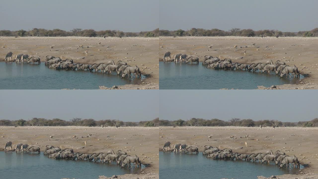 角马非洲草原动物世界水源干旱
