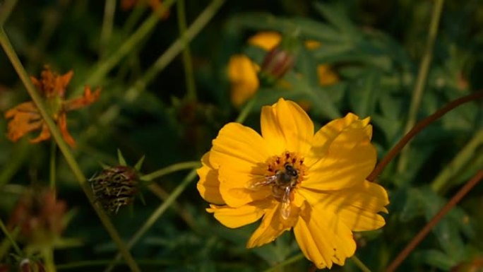 慢动作、蜜蜂飞翔和雏菊花