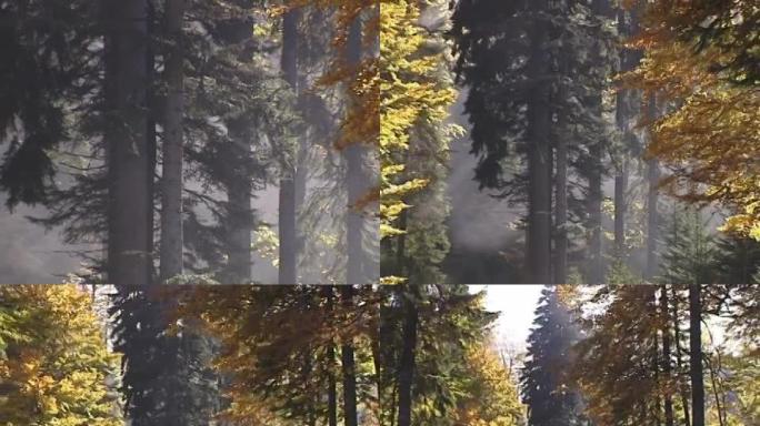 清晨在森林里清晨在森林里