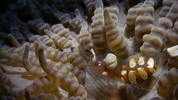 性感海葵虾与印度尼西亚海葵共生 (4K)