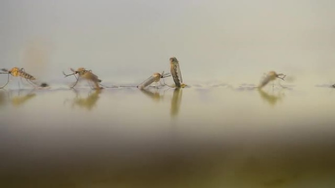 蚊子幼虫幼虫蚊子害虫登革热