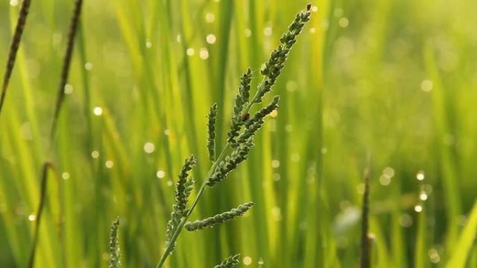 草地上的虫子。野外绿色害虫