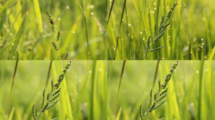 草地上的虫子。野外绿色害虫