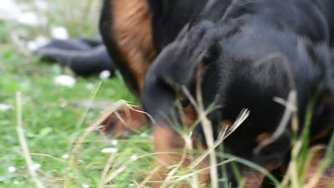 吃草的罗威纳犬