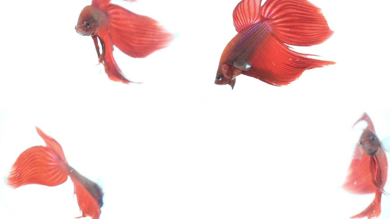 红色连体斗鱼，尾巴漂亮