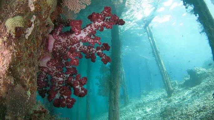 美丽的软珊瑚生活在码头下