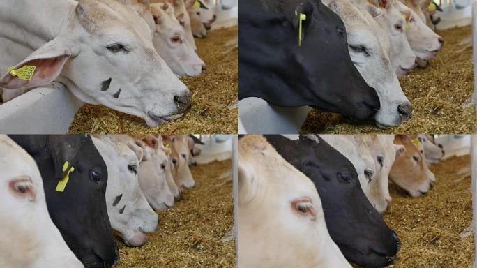 农场牛棚里的牛吃干草。