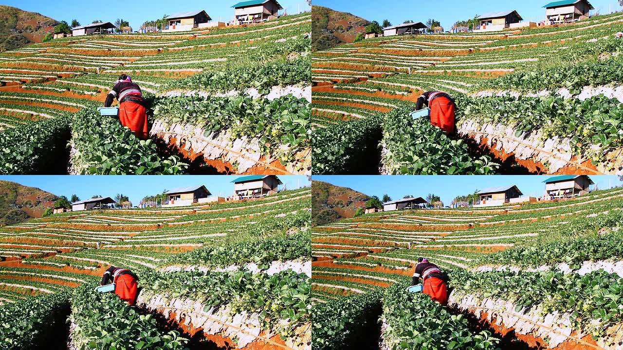 拉胡人山地部落采摘修剪草莓拉胡人农业