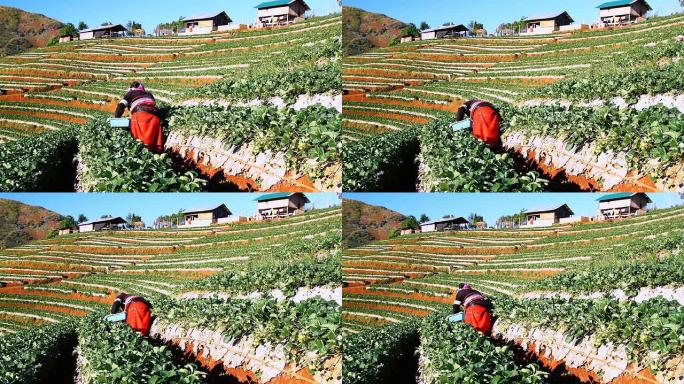 拉胡人山地部落采摘修剪草莓拉胡人农业