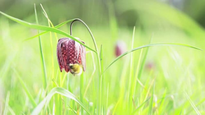 Snake's Head Flower (贝母)