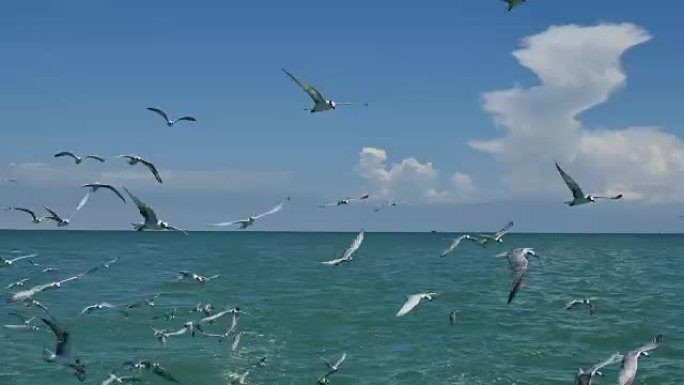 海鸥剥皮野生动物保护生物生态飞翔飞鸟
