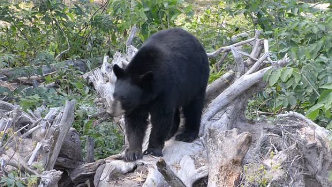 美洲黑熊动物园野生动物保护生物多美洲