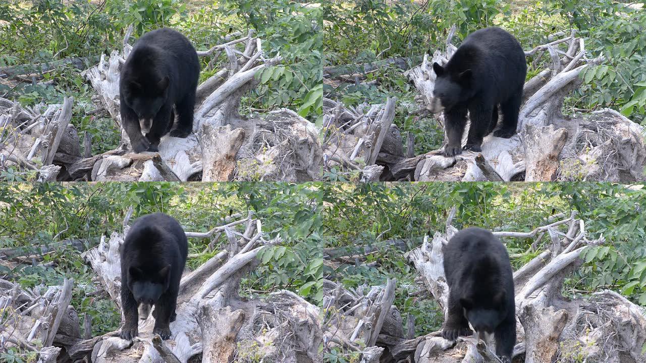 美洲黑熊动物园野生动物保护生物多美洲