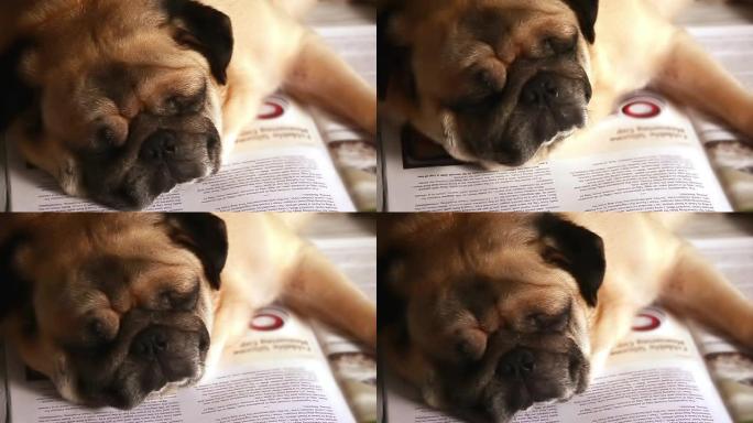 睡在书里的小狗爬在书上的小狗