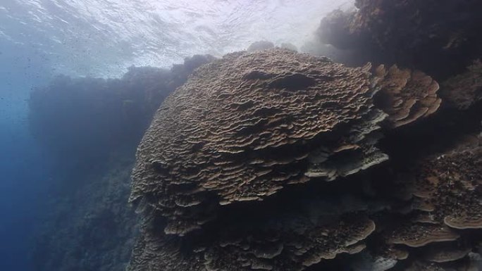 珊瑚礁海底视角水面海面仰拍